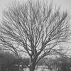 petersen_82